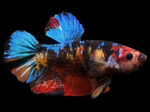 XL Koi HMPK Male Betta | M2389