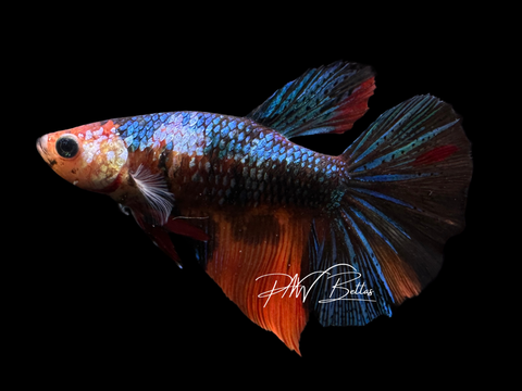 Koi HM Female Betta | F1624