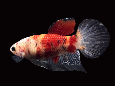 Marble Veiltail Female Betta | F1652