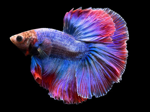 Grizzle HM Male Betta | M2274