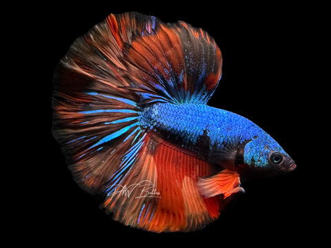 Marble Halfmoon Male Betta | M2381