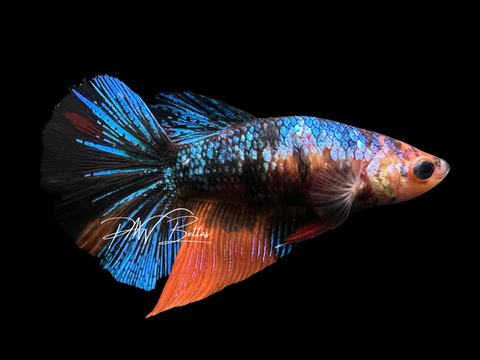 Koi HM Female Betta | F1624