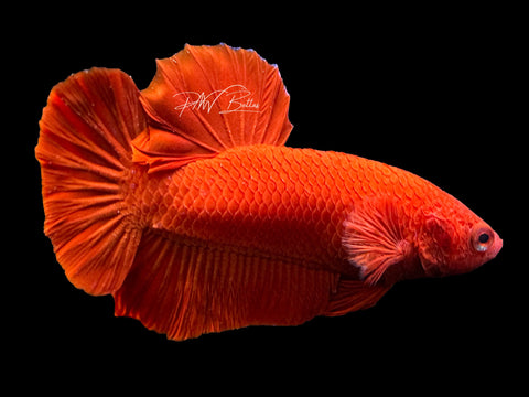 Super Red HMPK Male Betta | M2297