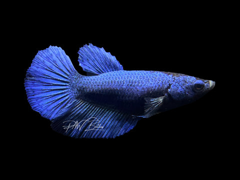 Royal Blue HM Female Betta | F1601