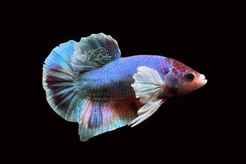 Marble Dumbo HMPK Male Betta | M2490