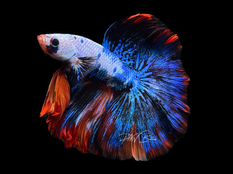 Marble HM Male Betta | M2202