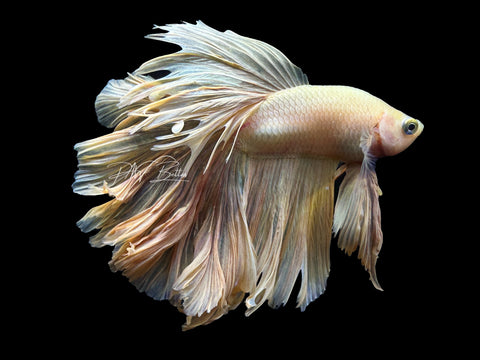 Yellow HM Male Betta | M2278