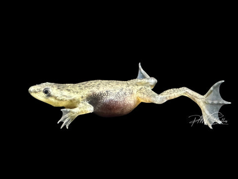 African Dwarf Frog | Hymenochirus sp.