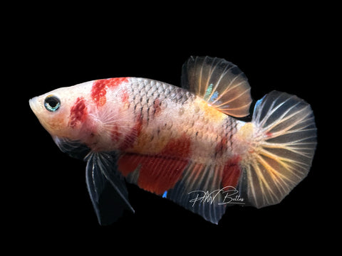 Marble Plakat Male Betta | M2377