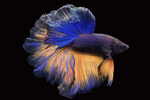 Mustard Halfmoon Male Betta | M2491