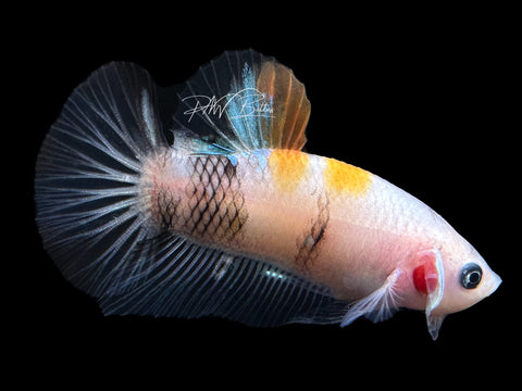 USA Bred | Koi HMPK Male Betta | L35