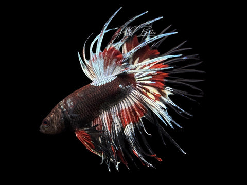 Copper Marble CT Male Betta | M2286