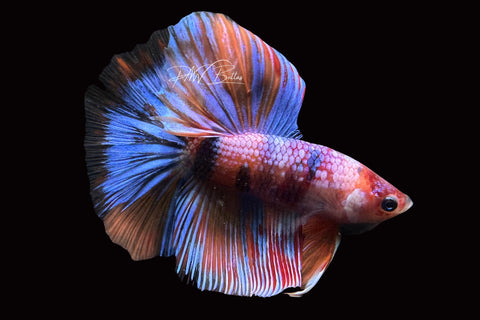 Candy Halfmoon Male Betta | M2493