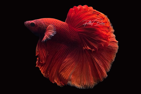 Super Red Halfmoon Male Betta | M2496