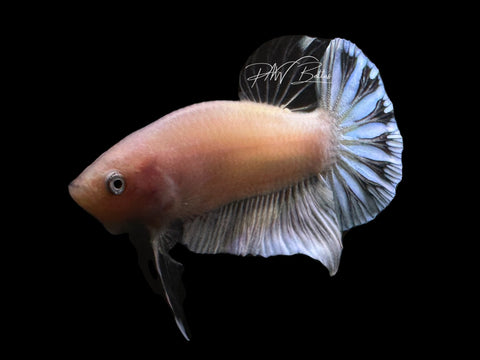 USA Bred | Cellophane HMPK Male