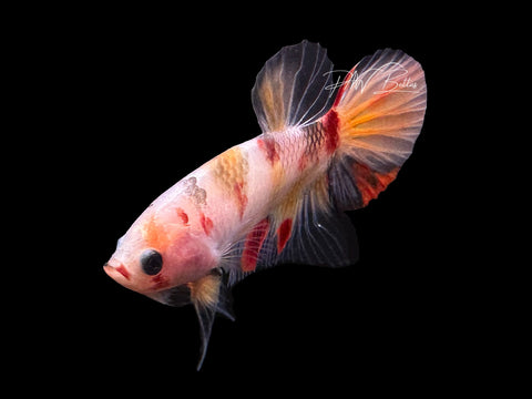 USA Bred | Koi HMPK Male Betta | L06