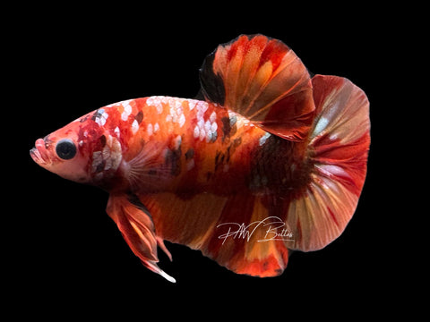 Nemo Galaxy HMPK Male Betta | M2332