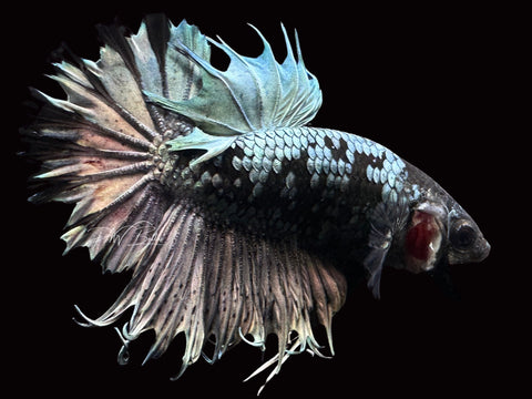 Black Copper CTPK Male Betta | M2285