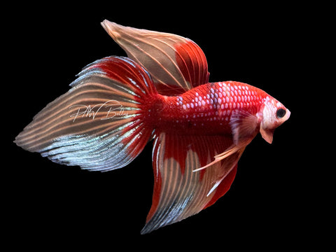 Candy VT Male Betta | M2330