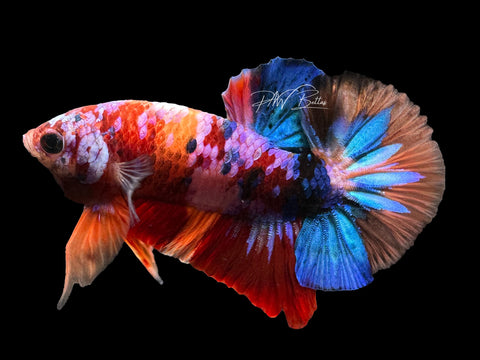 Candy HMPK Male Betta | M2345