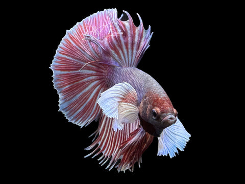 Bi-Color Dumbo HM Male Betta | M2315