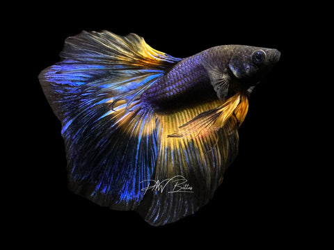 Mustard HM Male Betta | M2183