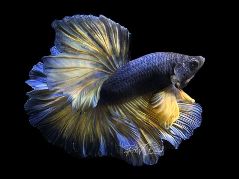 Mustard Halfmoon Male Betta | M1925 – PNW Bettas