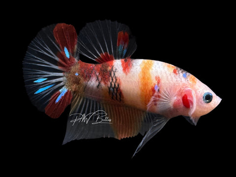 USA Bred | Koi HMPK Male Betta | L26