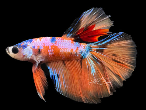 Orange Cany HM Male Betta | M2304