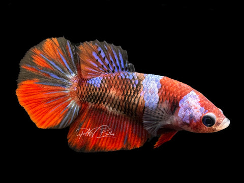 Marble HM Female Betta | F1594a