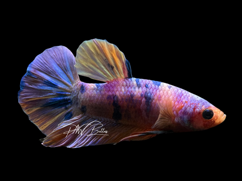 Candy HMPK Male Betta | M2247