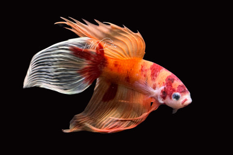 Nemo Veiltail Male Betta | M2488