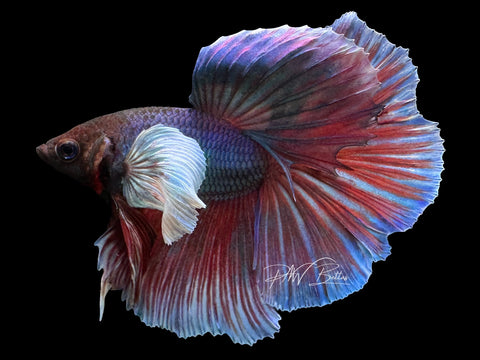 Bi-Color Dumbo HM Male Betta | M2317