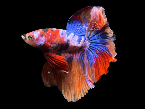 Candy HM Male Betta | M2207