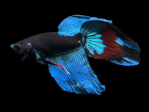 Blacklight Veiltail Male Betta | M2125