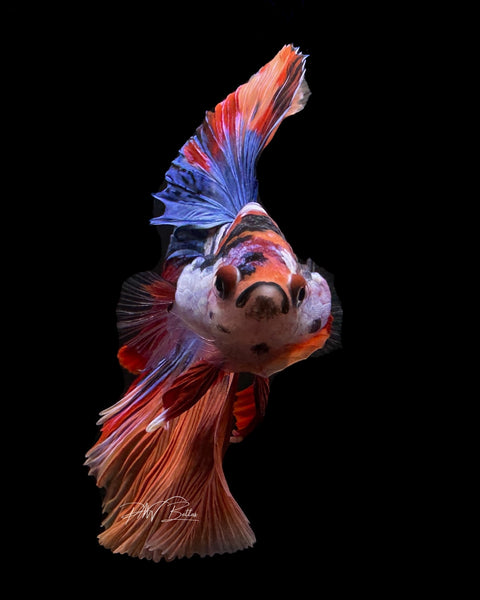 Candy HM Male Betta | M2207