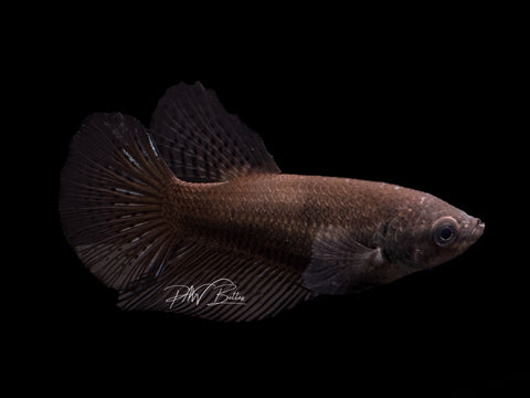 Black Halfmoon Female Betta | F1588