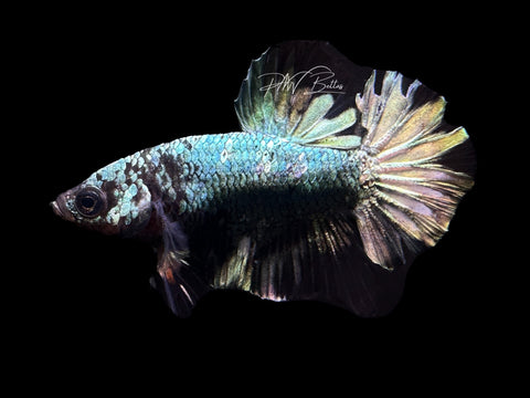 Copper Marble HMPK Male Betta | M2210