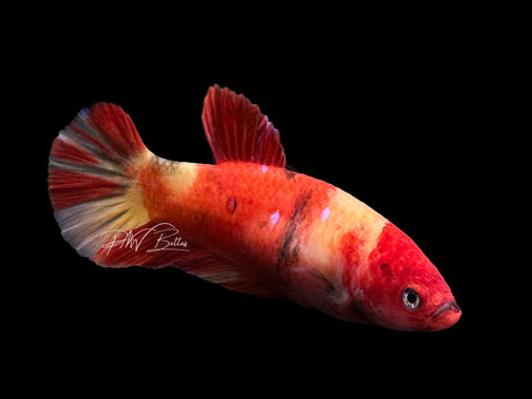 Nemo HMPK Female Betta | F1655