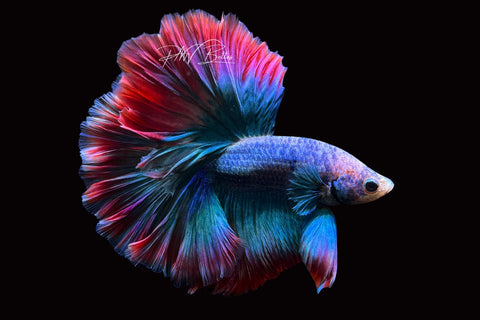 Mascot Halfmoon Male Betta | M2501