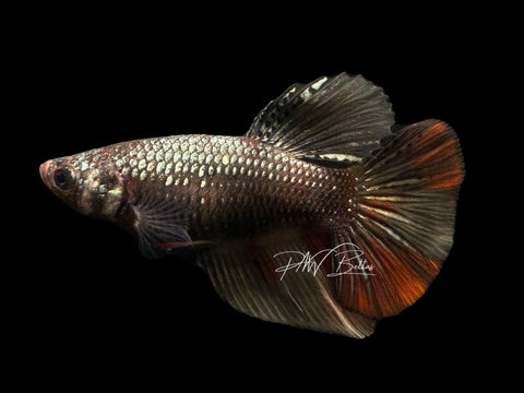 Copper Marble Halfmoon Female Betta | F1642