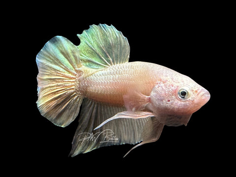 Gold HMPK Male Betta | M2070