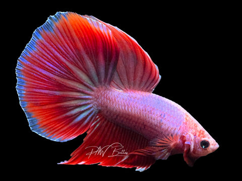 USA Bred | Fancy Delta Male Betta | L24