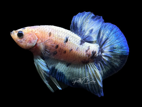 Blue Marble HMPK Male Betta | M2279