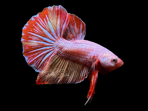 XL Tail Marble HMPK Male Betta | M2280