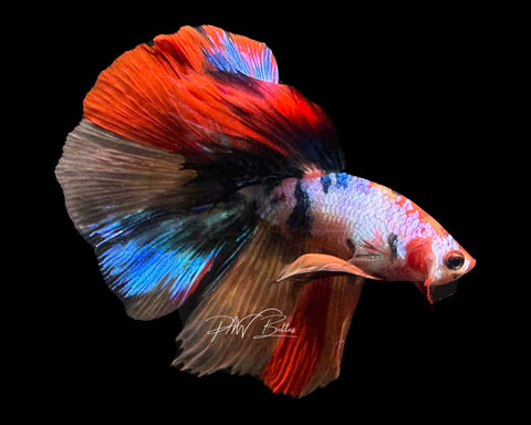 Marble HM Male Betta | M2188