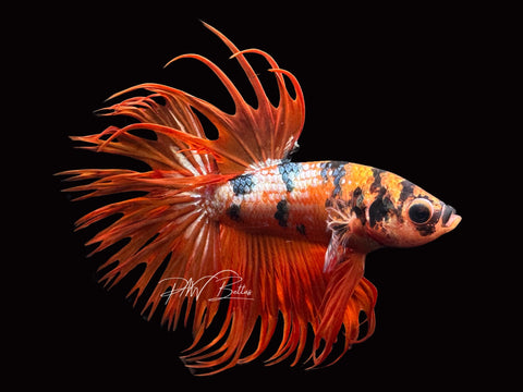 Orange Marble CT Male Betta | M2327