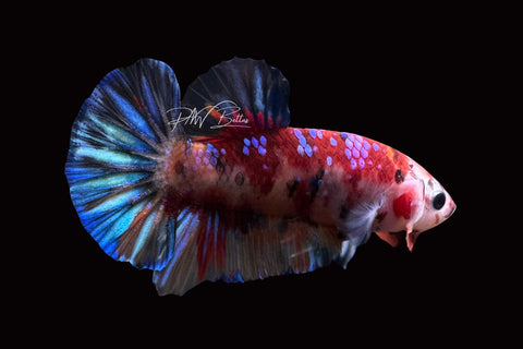 Candy HMPK Male Betta | M2483