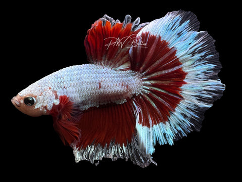 Red Butterfly HM Male Betta | M2319