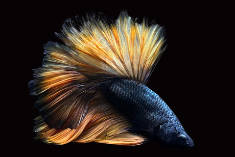 Yellow Copper Halfmoon Male Betta | M2498